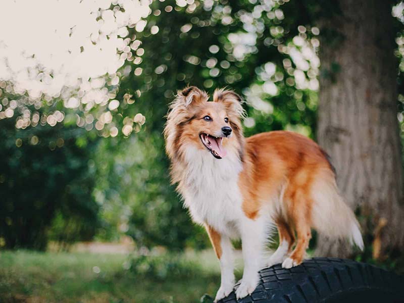 Everything You Wanted To Know About Shetland Sheep Dog